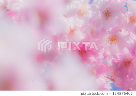 美麗的櫻花特寫 124876462
