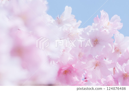 盛開的櫻花在藍天中閃耀 盛開的櫻花在藍天中閃耀 124876486