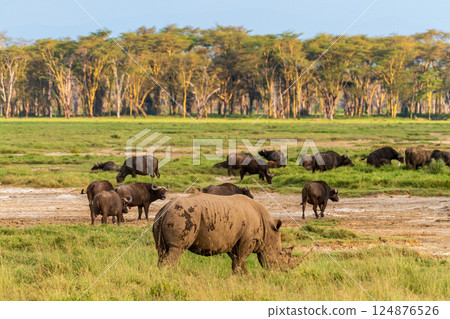 White Rhino and Buffalo White Rhino and Buffalo 124876526