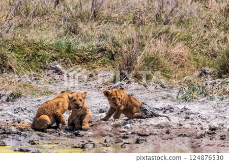 Lion Cubs in the Ngorogoro Crater Lion Cubs in the Ngorogoro Crater 124876530