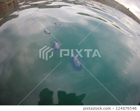 Dangerous sea creatures: Bonito fluke 124876546