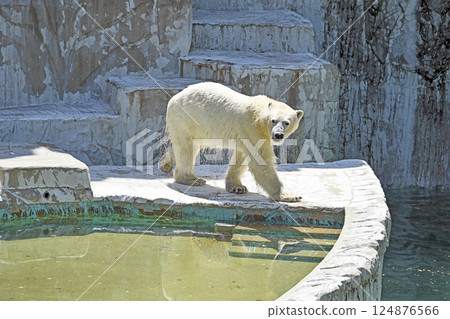 北極熊東山動植物園 124876566