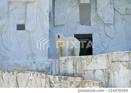 Polar Bear Higashiyama Zoo and Botanical Gardens 124876569