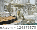 北極熊東山動植物園 北極熊東山動植物園 124876575