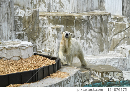Polar Bear Higashiyama Zoo and Botanical Gardens 124876575