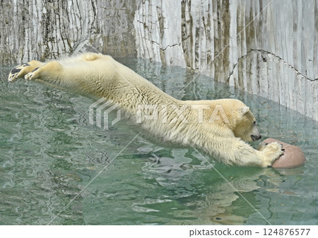 Polar Bear Higashiyama Zoo and Botanical Gardens 124876577