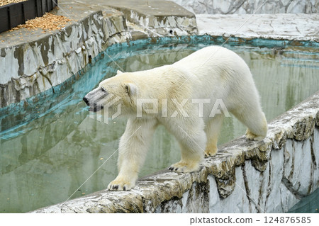 Polar Bear Higashiyama Zoo and Botanical Gardens 124876585