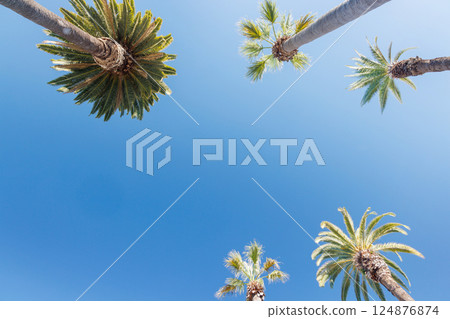 Tall, vibrant palm trees reaching towards a clear blue sunny sky 124876874