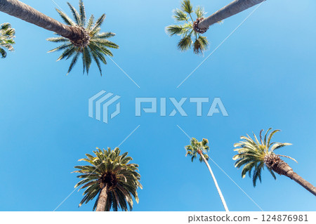 Tall, vibrant palm trees reaching towards a clear blue sunny sky Tall, vibrant palm trees reaching towards a clear blue sunny sky 124876981
