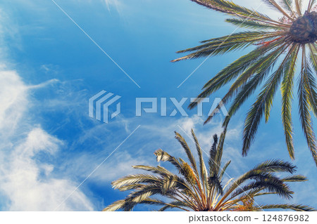 Tall, vibrant palm trees reaching towards a clear blue sunny sky Tall, vibrant palm trees reaching towards a clear blue sunny sky 124876982