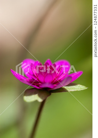 Snowdrops, red, reddish purple, thousand-layered flowers Snowdrops, red, reddish purple, thousand-layered flowers 124877331