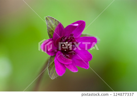 Snowdrops Red Red Purple 124877337