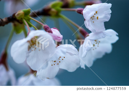 Sakura Somei Yoshino (Yoshino cherry tree) Sakura Somei Yoshino (Yoshino cherry tree) 124877559