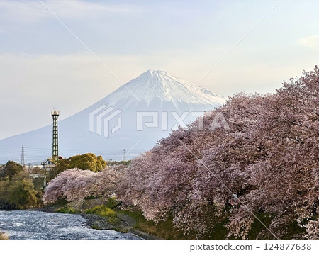 Cherry blossoms of Ryuukiguchi and Mount Fuji 124877638