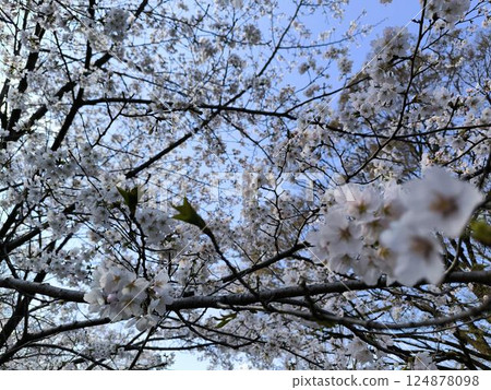 Cherry blossoms in full bloom Cherry blossoms in full bloom 124878098