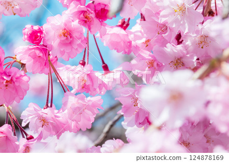 藍天和盛開的美麗櫻花 藍天和盛開的美麗櫻花 124878169