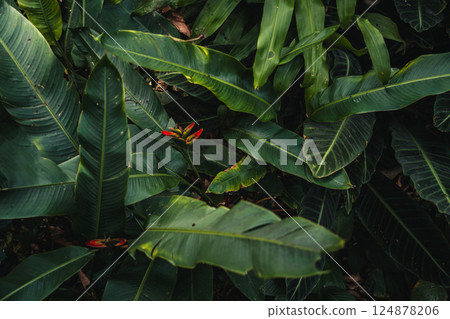Tropical leaves background, banana leaves and palm trees top view 124878206
