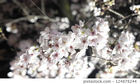 Beautiful cherry blossoms at night in spring Beautiful cherry blossoms at night in spring 124878244