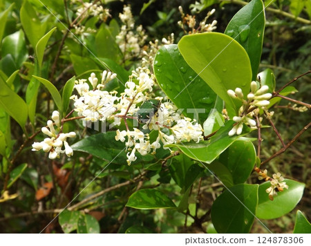 Gametis jucunda that came to the flower 124878306