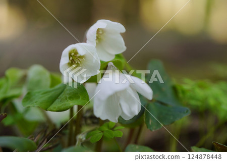 In spring, in the shade of the trees at the foot of the mountain, the white flowers of the mountain sorrel with large leaves and flowers...1 124878448