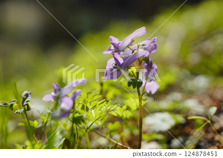In spring, the long, bag-shaped flowers of Corydalis japonica grow in the forest at the foot of the mountain...1 In spring, the long, bag-shaped flowers of Corydalis japonica grow in the forest at the foot of the mountain...1 124878451