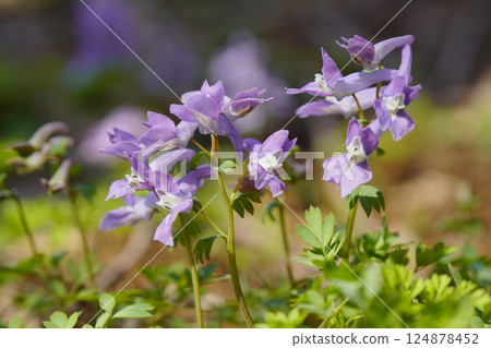 In spring, the long, bag-shaped flowers of Corydalis japonica grow in the forest at the foot of the mountain...2 In spring, the long, bag-shaped flowers of Corydalis japonica grow in the forest at the foot of the mountain...2 124878452