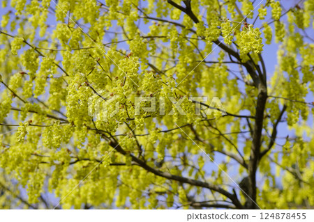春天，山腳下的公園盛開著黃色的山茱萸花 124878455