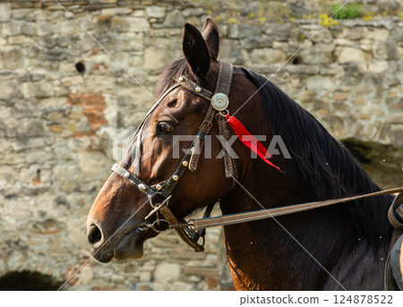 Majestic horse adorned with red ribbon stands against historic stone backdrop showcasing equestrian beauty and craftsmanship Majestic horse adorned with red ribbon stands against historic stone backdrop showcasing equestrian beauty and craftsmanship 124878522