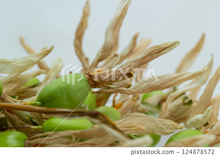 Green seeds and dried pods arranged artfully on a neutral background highlighting natural textures and colors Green seeds and dried pods arranged artfully on a neutral background highlighting natural textures and colors 124878572