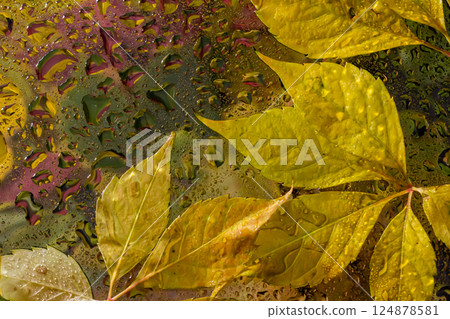 abstract background fall, glass drops autumn yellow leaves wet october weather 124878581