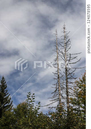 Tall trees reach towards the cloudy sky in a serene forest setting during a calm afternoon in nature Tall trees reach towards the cloudy sky in a serene forest setting during a calm afternoon in nature 124878595