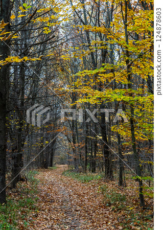 Colorful autumn path through a quiet wooded area with fallen leaves and vibrant foliage during overcast weather 124878603