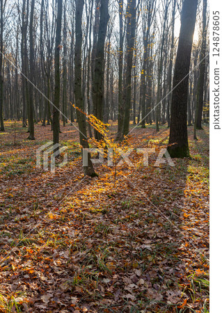 Autumn forest landscape with golden leaves and sunlit trees in a tranquil setting 124878605