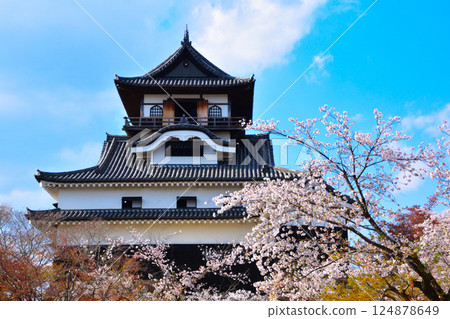 Spring Cherry Blossoms Inuyama Castle Spring Cherry Blossoms Inuyama Castle 124878649