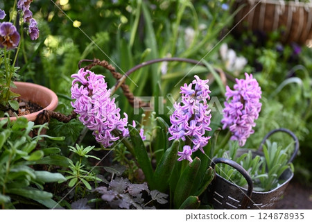 我的花園裡盛開著風信子花 124878935