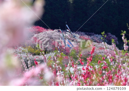 Carp streamers swimming in Kuki where peach blossoms are in bloom (Niyodogawa Town, Kochi Prefecture) 124879109