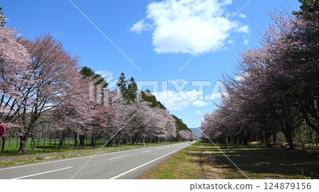 A famous spot with rows of cherry blossom trees on both sides of the road A famous spot with rows of cherry blossom trees on both sides of the road 124879156