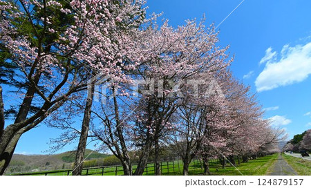 A famous spot with rows of cherry blossom trees along the road A famous spot with rows of cherry blossom trees along the road 124879157