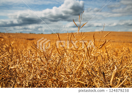 Rapeseed Brassica napus, ripe dry rapeseed in the field. Rapeseed stems before harvesting. 124879238