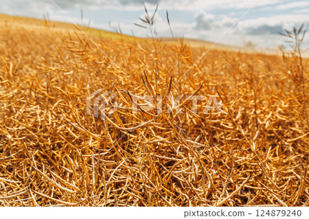 Rapeseed Brassica napus, ripe dry rapeseed in the field. Rapeseed stems before harvesting. 124879240