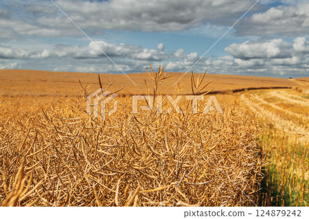 Rapeseed Brassica napus, ripe dry rapeseed in the field. Rapeseed stems before harvesting. 124879242
