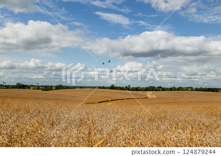 Rapeseed Brassica napus, ripe dry rapeseed in the field. Rapeseed stems before harvesting. 124879244
