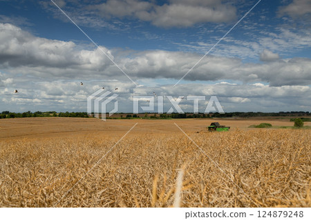 Rapeseed Brassica napus, ripe dry rapeseed in the field. Rapeseed stems before harvesting. 124879248