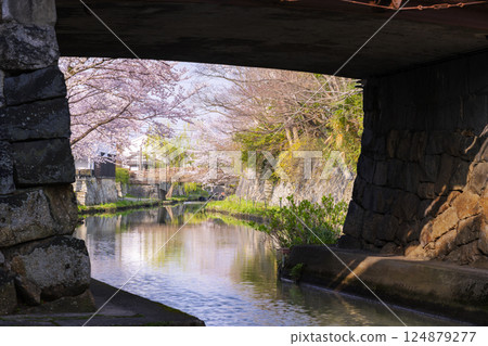 Cherry blossoms in full bloom and Hachimanbori (Omihachiman, Shiga Prefecture) Cherry blossoms in full bloom and Hachimanbori (Omihachiman, Shiga Prefecture) 124879277