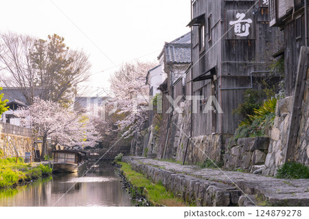 Cherry blossoms in full bloom and Hachimanbori (Omihachiman, Shiga Prefecture) Cherry blossoms in full bloom and Hachimanbori (Omihachiman, Shiga Prefecture) 124879278