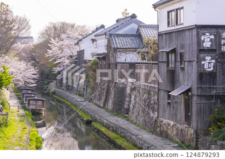 Cherry blossoms in full bloom and Hachimanbori (Omihachiman, Shiga Prefecture) 124879293