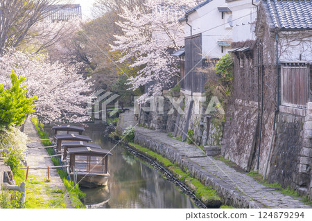 Cherry blossoms in full bloom and Hachimanbori (Omihachiman, Shiga Prefecture) 124879294