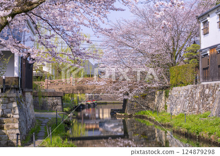 Cherry blossoms in full bloom and Hachimanbori (Omihachiman, Shiga Prefecture) 124879298