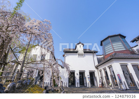 河原博物館(滋賀縣近江八幡市)的櫻花盛開 河原博物館(滋賀縣近江八幡市)的櫻花盛開 124879316