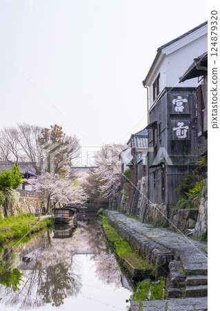 Cherry blossoms in full bloom and Hachimanbori (Omihachiman, Shiga Prefecture) 124879320